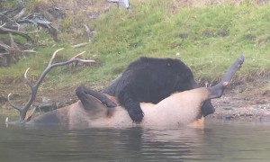 Grizzly Bear Drags Bull Elk to Shore for a Feast