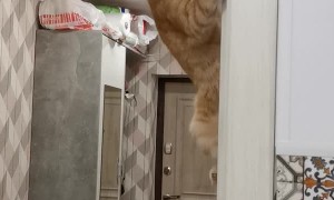 Spider Cat Hangs From Door Frame