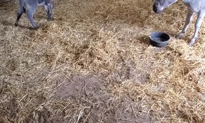 Newborn Donkey Stretching His Legs