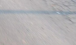 Neighborhood Dog Greets Cyclist Every Morning