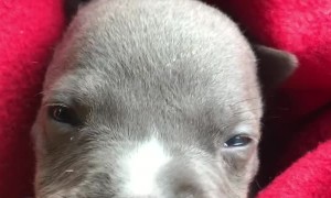 Staffordshire Terrier Puppy Has a Cute Whine