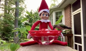 Buddy the Elf Hand Feeds a Hummingbird