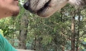 Animal Caretaker Plays Paw Game with Wolf