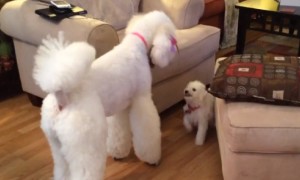 New puppy addition hilariously plays with Giant Poodle