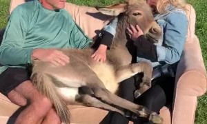 Donkey Lulled by an Afternoon Lullaby