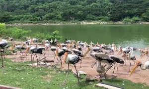 Stork and Pelican Compete for Thrown Fish at Thai Zoo