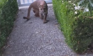 Mountain Lion Watching Children Play