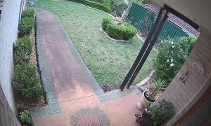 Delivery Person Plays Package Frisbee