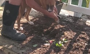 Boxer Cleans Up