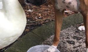 Duck Grooming Boxer Best Friend