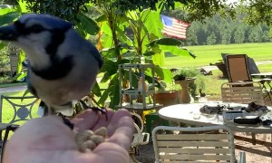 Friendly Bluejay Swoops in for Breakfast