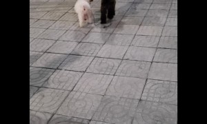 Two Dogs on the Same Leash Have Different Directions in Mind