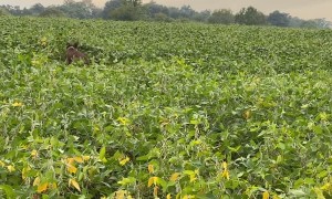 Bounding Through a Bean Field Playing Fetch