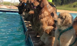 Dogs Choose Pool Party over Photoshoot