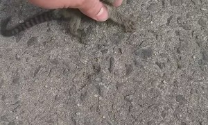 Baby Lion Tamarin Rescued and Returned to Mother