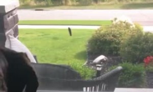 Pup tries to eat caterpillar crawling up the screen window