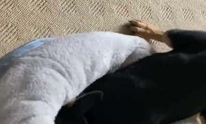 Determined Pup Can't Fit into Buddy's Bed