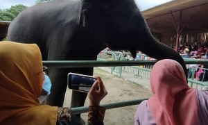 Zoo Spectators Duck from Curious Elephant Trunk