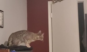 Kitty Climbs Door to Chase Moth