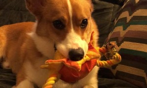 Corgi Finds a Way to Communicate