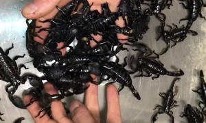 Safely Handling Huge Scorpions
