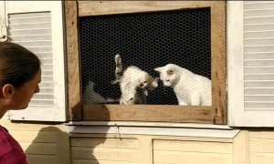 Curious Cats Watch the People Play