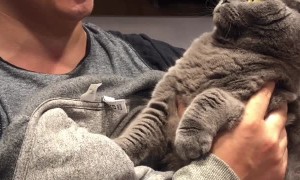 Cat Starts to Sing Along