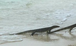 Monitor Lizards Battling on the Beach