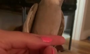 Parrot sings while getting tummy scratches