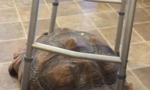 Rambo the Tortoise Steals Walker