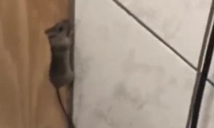 Mouse Held at Bay with Broom