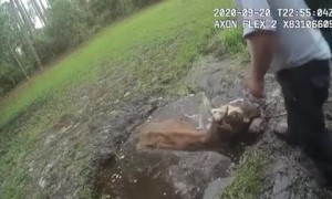 Volusia County Police rescue steer from hole