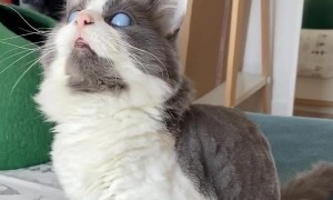 Blind cat still finds a way to play with toys