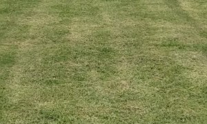 Young Girl Does Not Like the Tennessee Titans