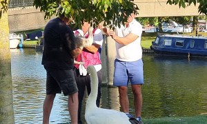 Kind Strangers Rescue Swan from Fishing Wire and Hook Stuck in Its Beak