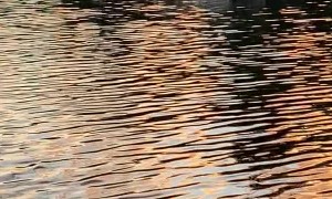 Loons Playing Tag on a Lake