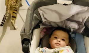 Kitty Pulls Stroller Along With Ease