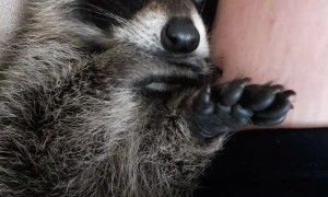Raccoon Snuggling and Thumb Sucking