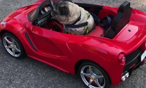Pug Drives a Ferrari Like a Boss