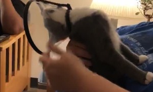 Luna the Drama Queen