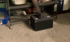 Ferrets Give Teamwork a Try