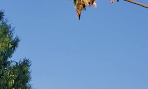 Arborist Rides Palm Tree Like a Cowboy