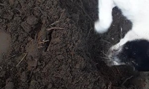 Puppy Buried by Mother after Passing Away
