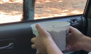 Hungry Emu Scares Woman