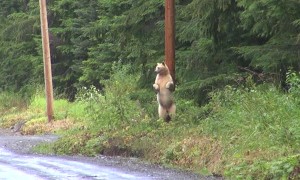 Kermode Bear Scratches Back on Power Pole