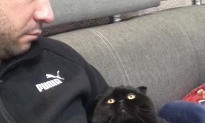 Clingy Kitty Wants a Hug