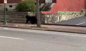 Bear casually roams the streets of downtown Chattanooga