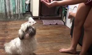 Dog Scarfs Down Imaginary Treats