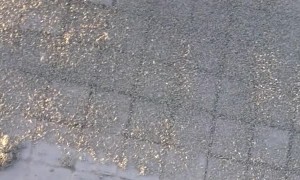 Insects Invade All of the City