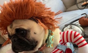 Pug is Ready for Halloween